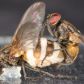 Grzyb zombie wabi zdrowe samce much do kopulowania z zakażonymi zwłokami samic. Tak zapewnia sobie przetrwanie